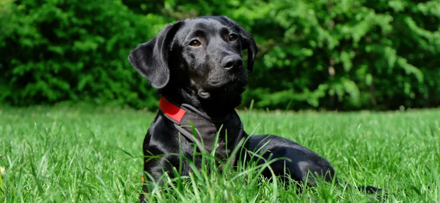 Luna, ecco il nuovo cane eroe